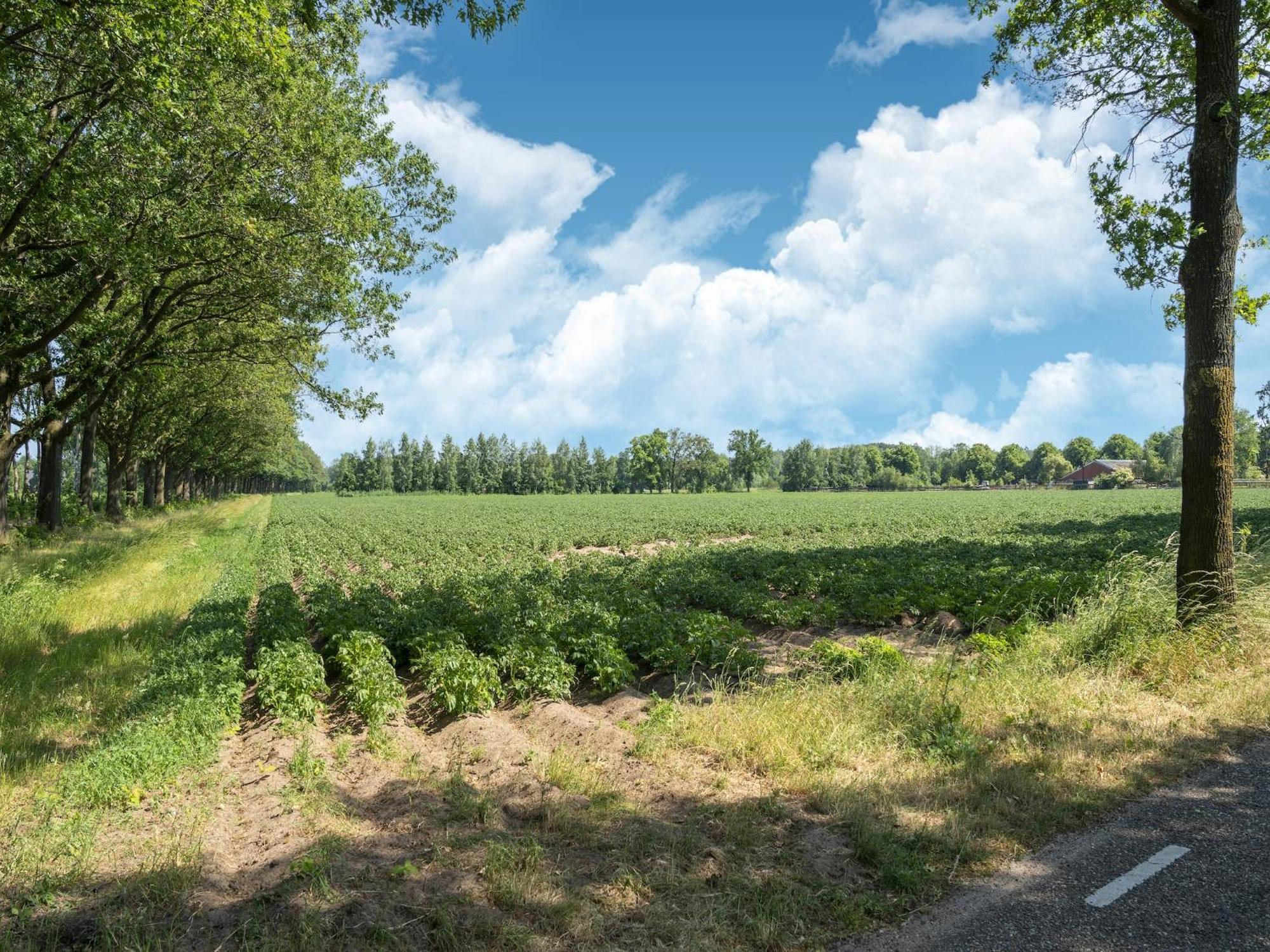 House With A Large Garden In Achterhoek Eibergen Екстер'єр фото